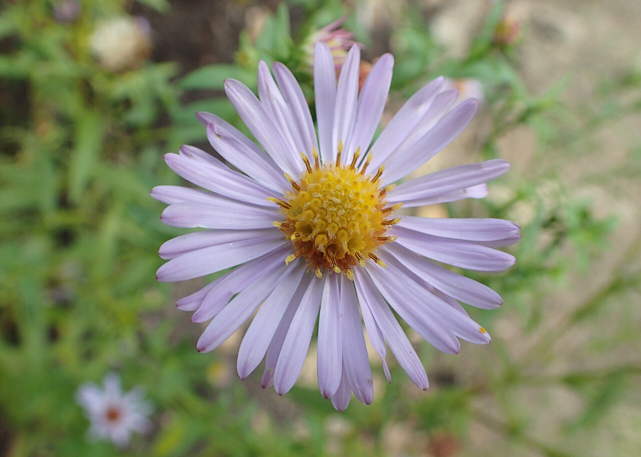 Tatarian aster: Aster tataricus in the UMCS Botanical Garden in Lublin