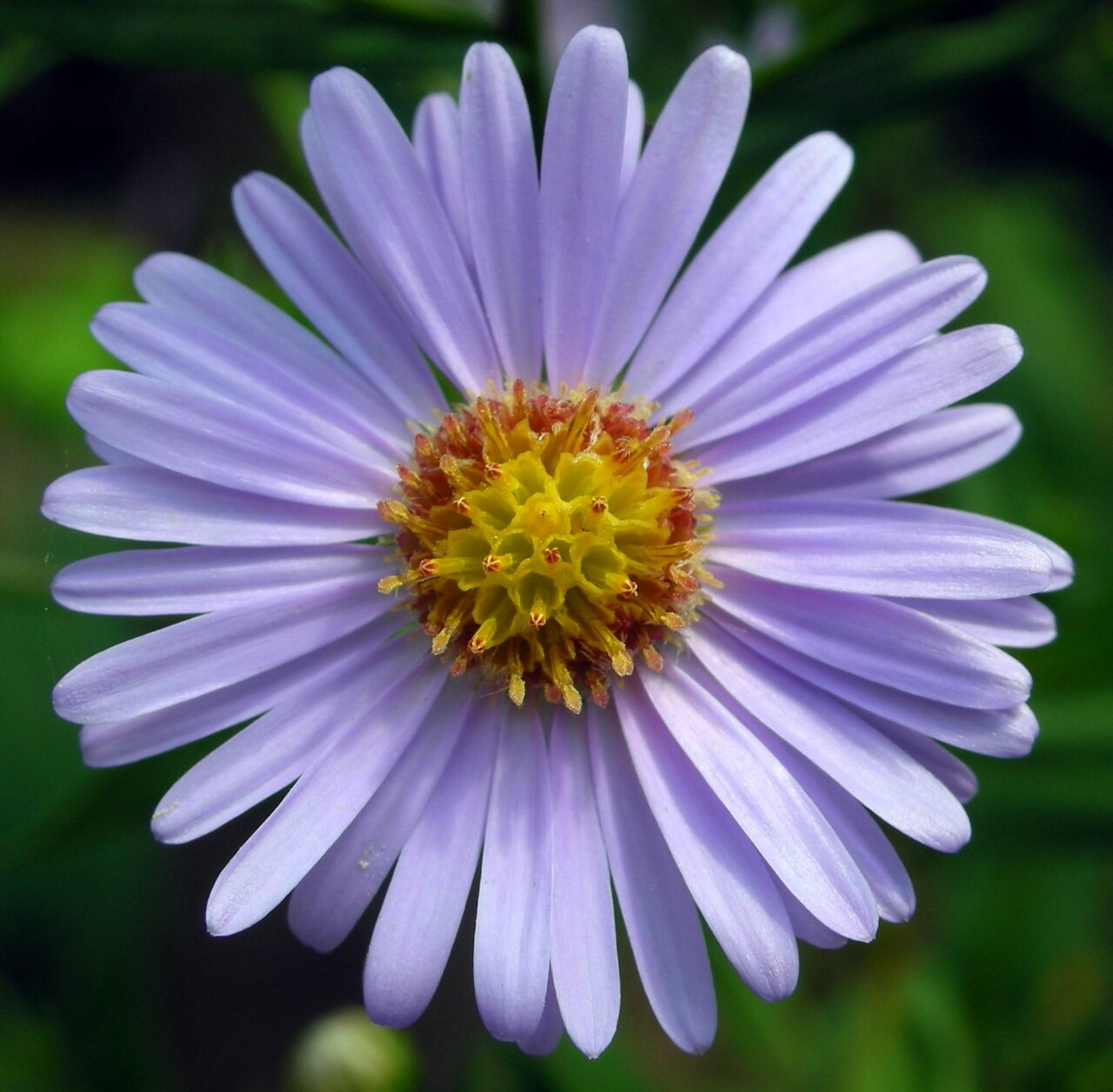 Tatarian aster: Aster tataricus