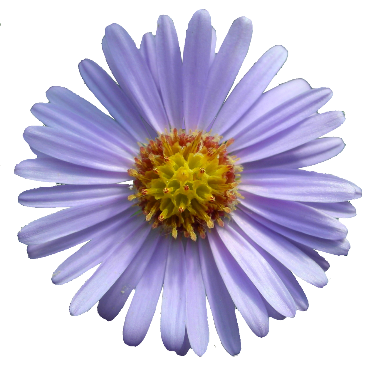 Tatarian aster: Aster tataricus
