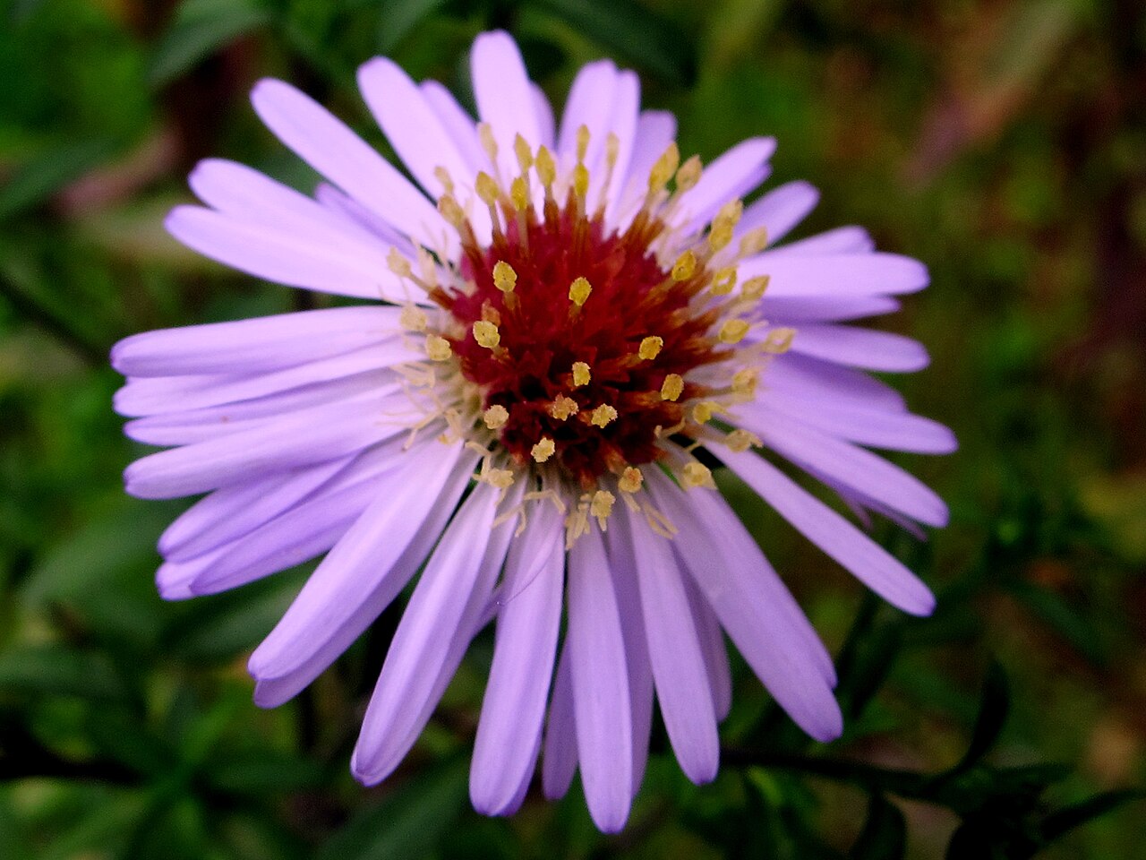 Tatarian aster: En la Fitoterapia China, hay 50 "hierbas fundamentales" en las que se incluyen esta el Aster tataricus La fitoterapia es una de las modalidades más importantes