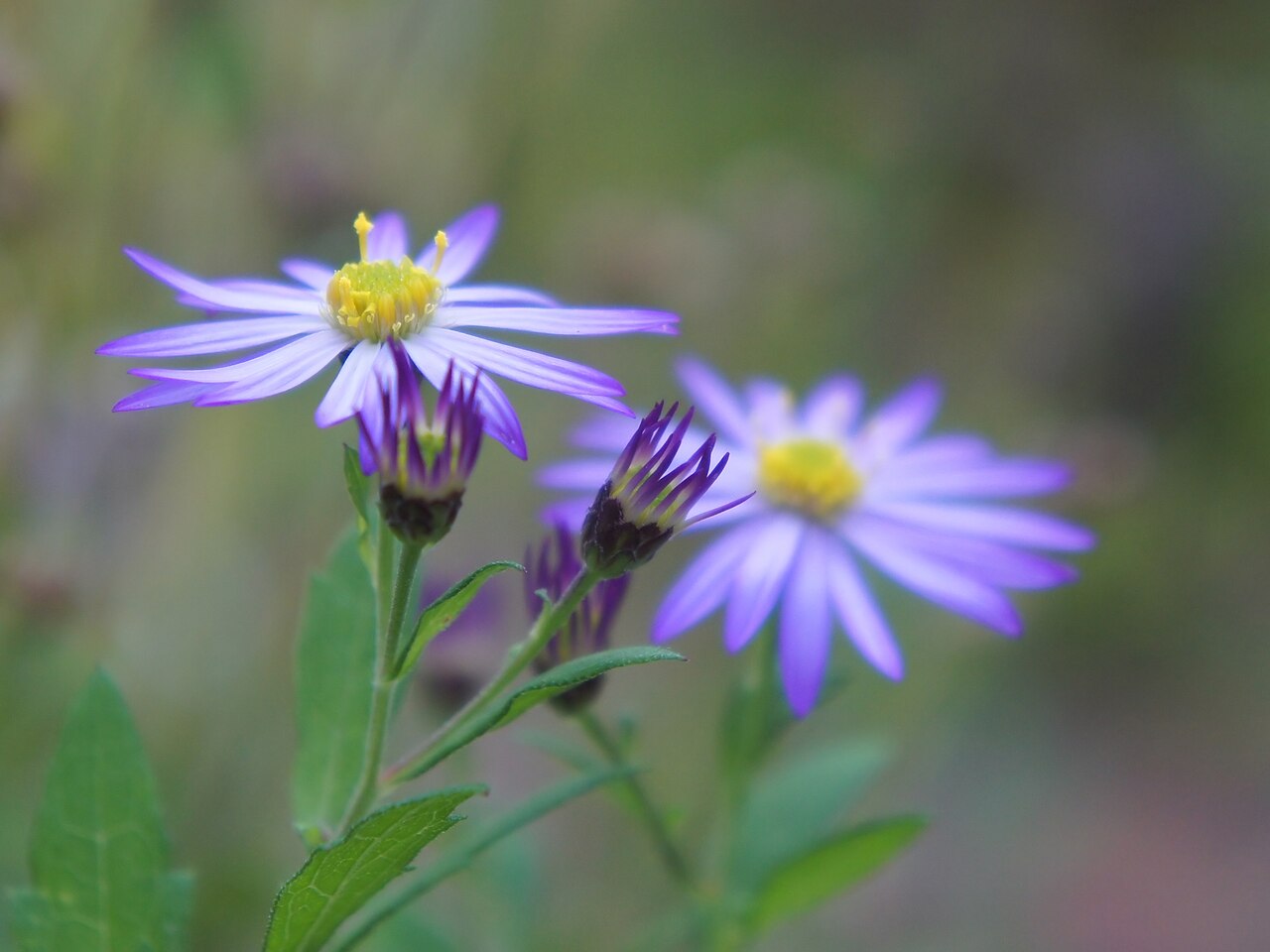 Tatarian aster: Aster tataricus, at Tasha's Artistic Garden in Japan,. 紫苑 ターシャの庭にて(花フェスタ記念公園)