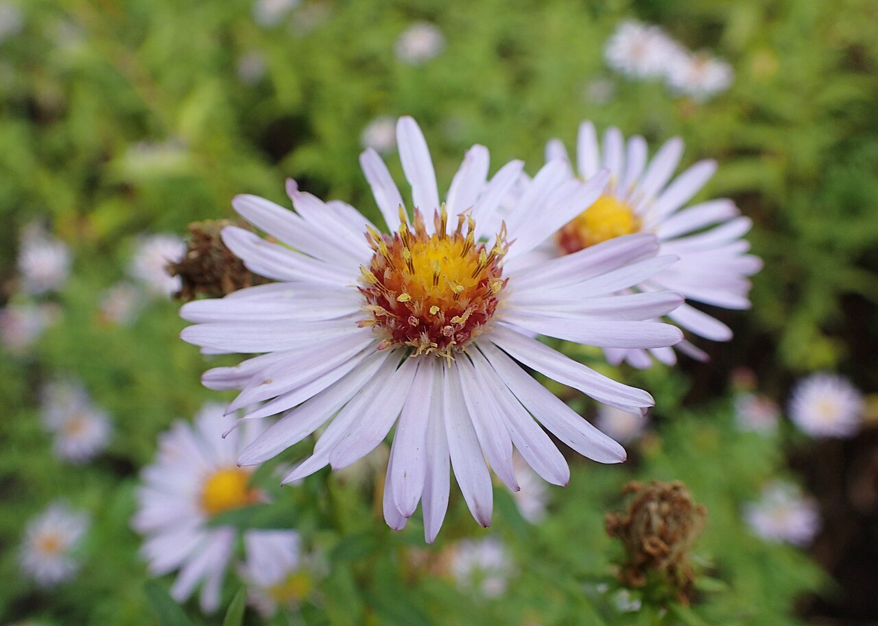 Tatarian aster: Aster tataricus in the UMCS Botanical Garden in Lublin