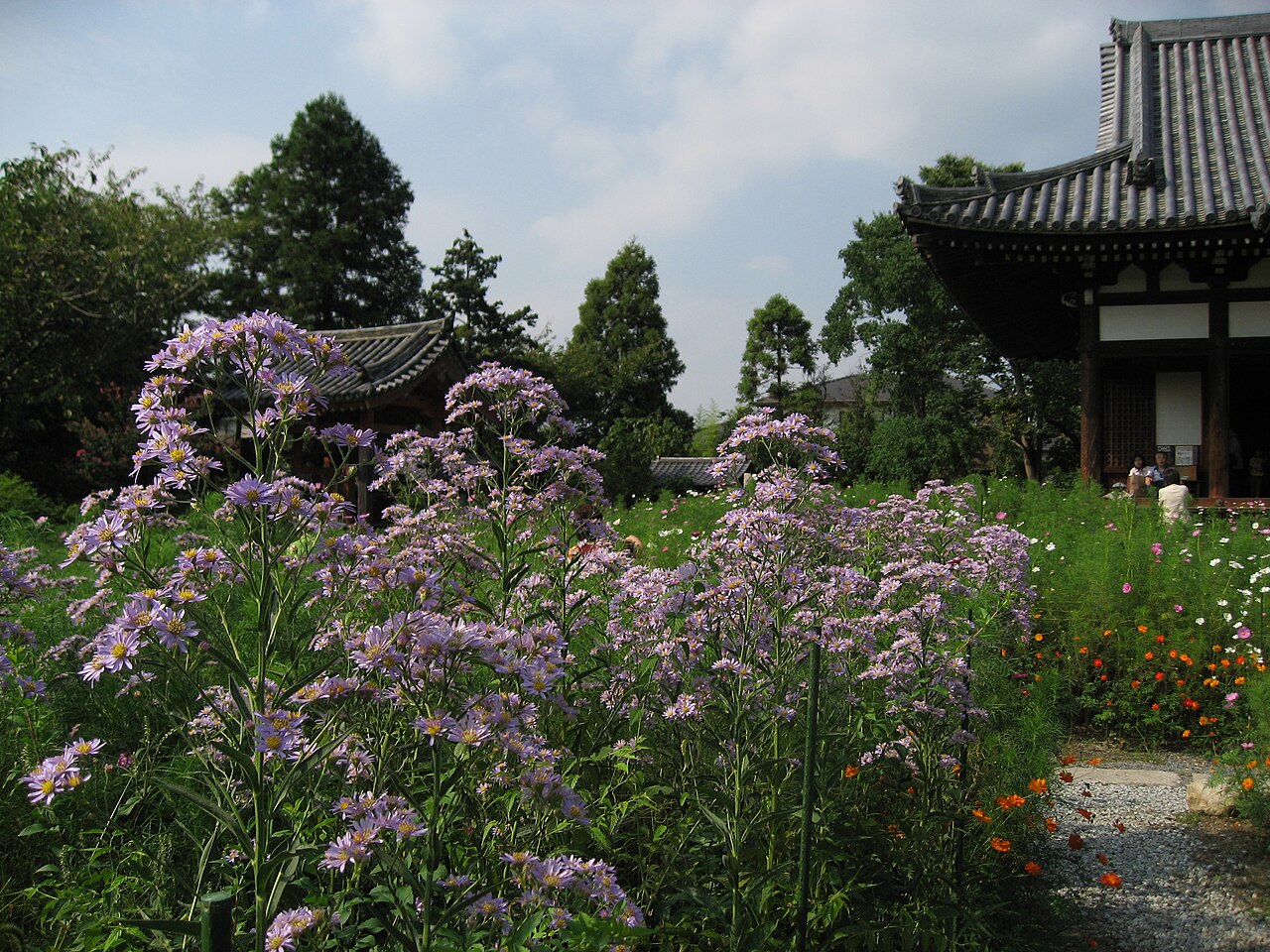 Tatarian aster: Aster tataricus Hannyaji Nara-City Nara Pref. , Japan .