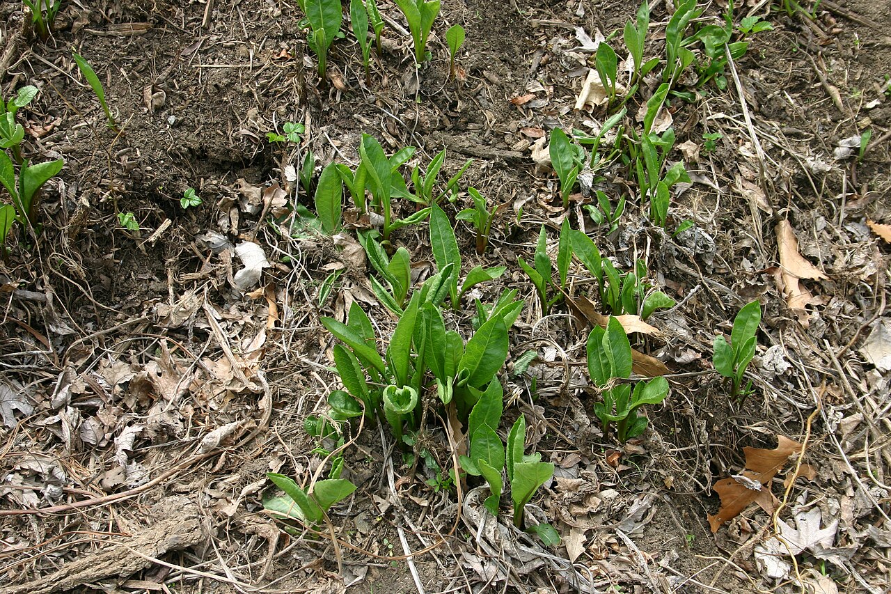 Tatarian aster: Basal spring foliage of Aster tataricus