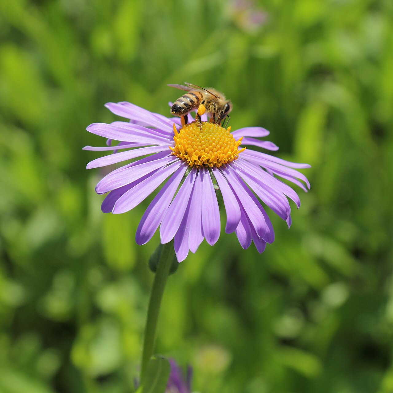 Aster tongolensis: Aster tongolensis , identifierad med hjälp av befintlig skylt vid Bergianska trädgården .