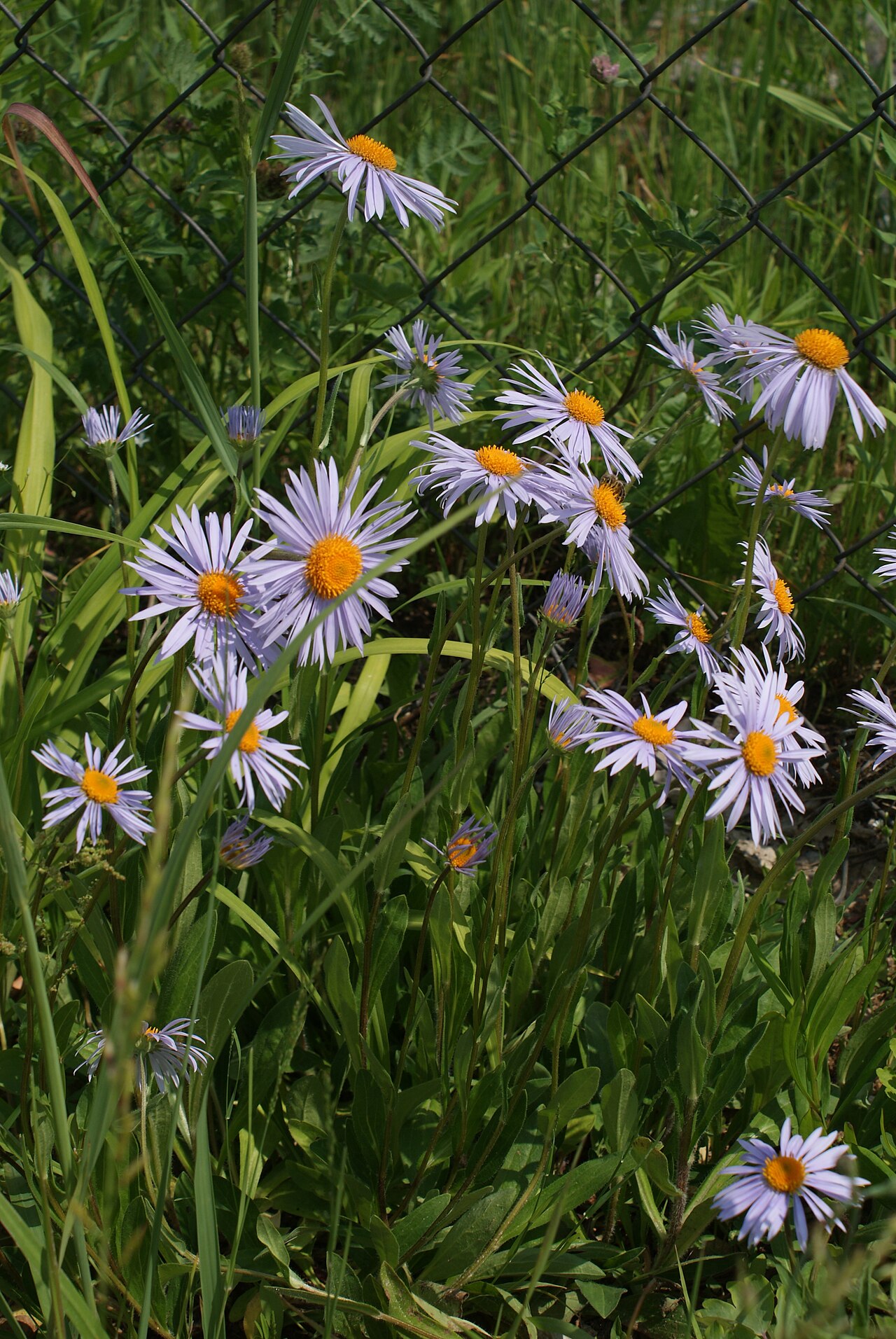 Aster tongolensis: Aster tongolensis