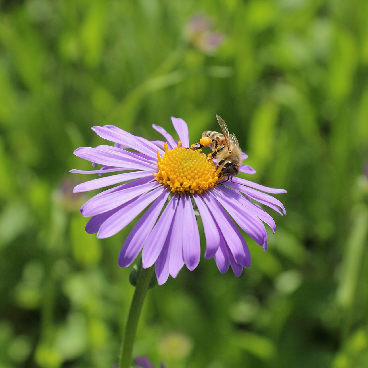 Aster tongolensis: Aster tongolensis , identifierad med hjälp av befintlig skylt vid Bergianska trädgården .