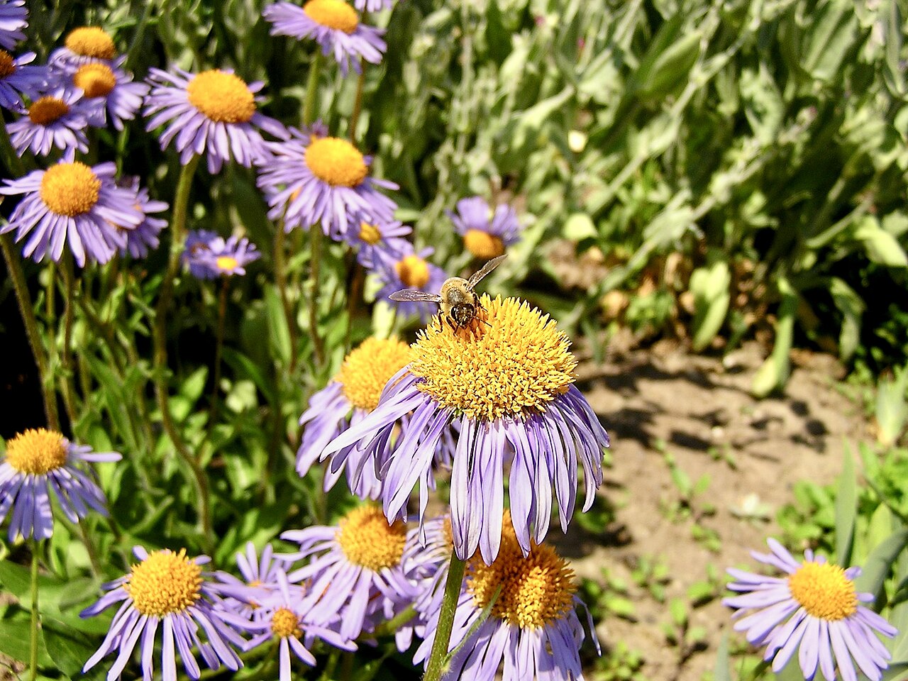 Aster tongolensis: Aster tongolensis. Berggarten Hannover.