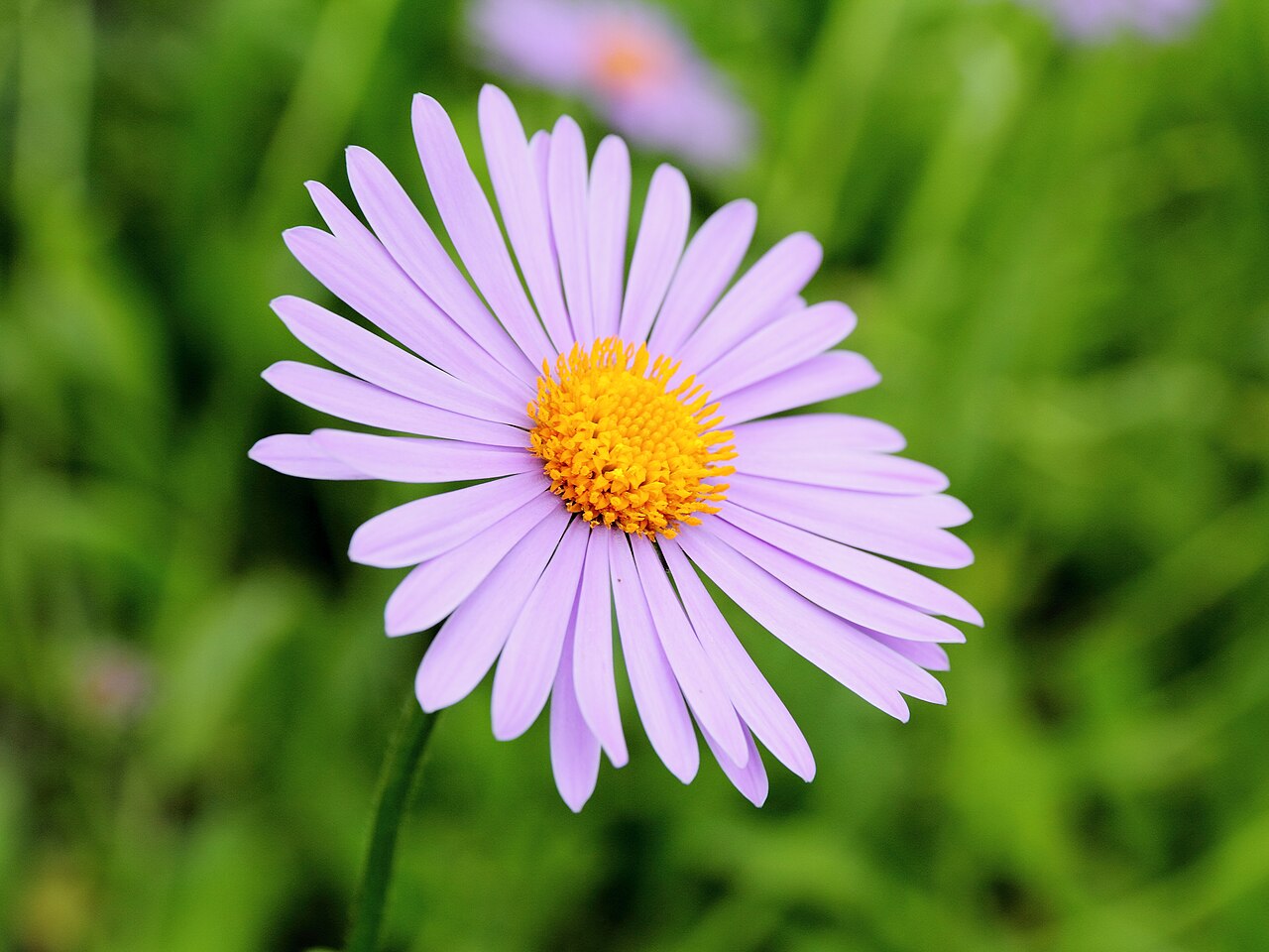Aster tongolensis: Aster tongolensis i Bergianska trädgården .