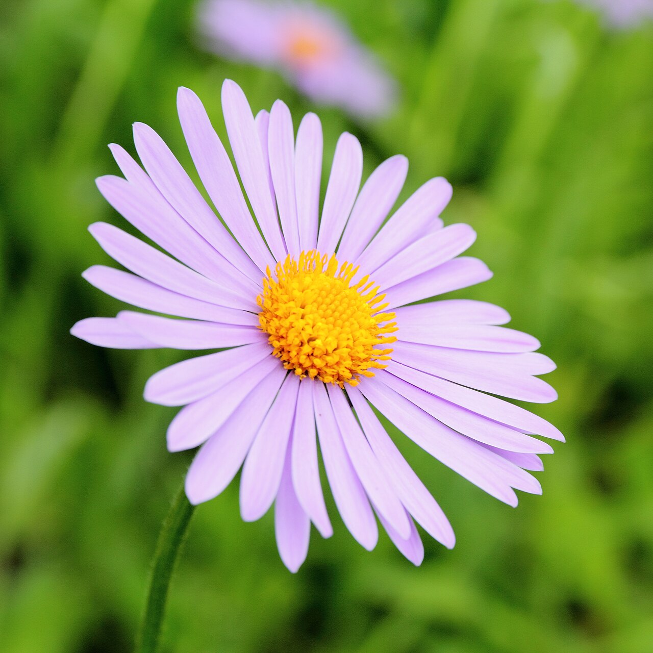 Aster tongolensis: Aster tongolensis i Bergianska trädgården .