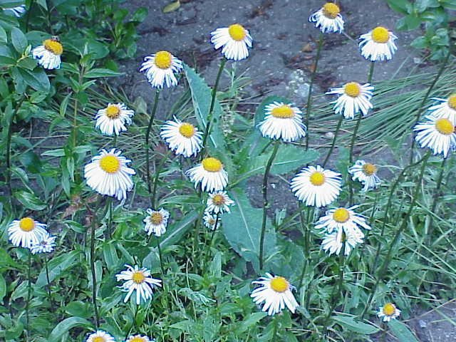 Aster tongolensis: An Aster tongolensis from the Aster genus.