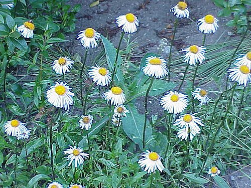 Aster tongolensis: An Aster tongolensis from the Aster genus.