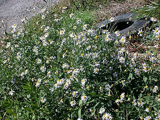 Field aster: Name Aster yomena (Kitam.) Honda （ヨメナ） Family Asteraceae Date;2006,10;Tanabe city, Wakayama prefecture, Japan Author;Keisotyo