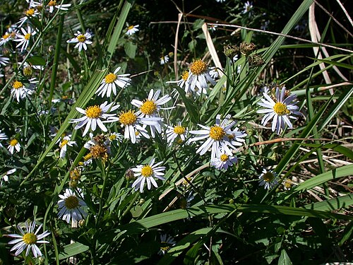 Field aster: Name Aster yomena (Kitam.) Honda （ヨメナ） Family Asteraceae Date;2006,10;Tanabe city, Wakayama prefecture, Japan Author;Keisotyo