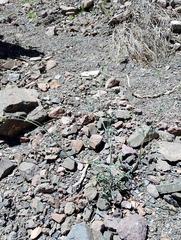 Asteriscium glaucum (Asteriscium glaucum)