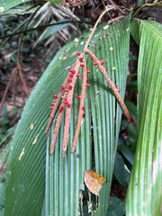 Asterogyne martiana (Asterogyne martiana)