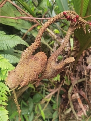 Asterogyne martiana (Asterogyne martiana)