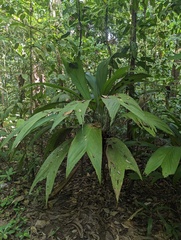 Asterogyne martiana (Asterogyne martiana)