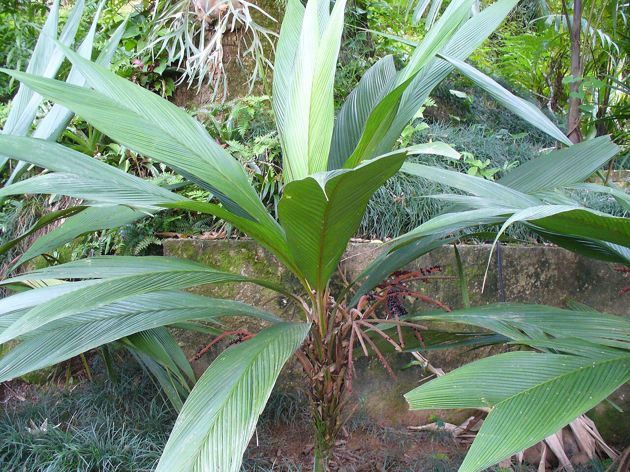 Asterogyne martiana: Asterogyne martiana , cultivated, Boa Esperanza ranch, Brazil.