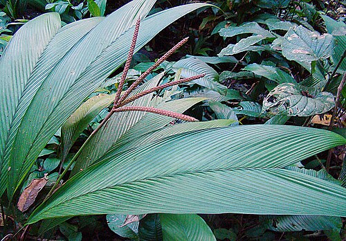 Asterogyne martiana: One of the split-leaf species also known as Fishtail (Cola de Pescado) palms. Ranging from Honduras to Ecuador. Photo from the San Blas Mountains, Panama. In co