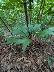 Asterogyne martiana (Asterogyne martiana)