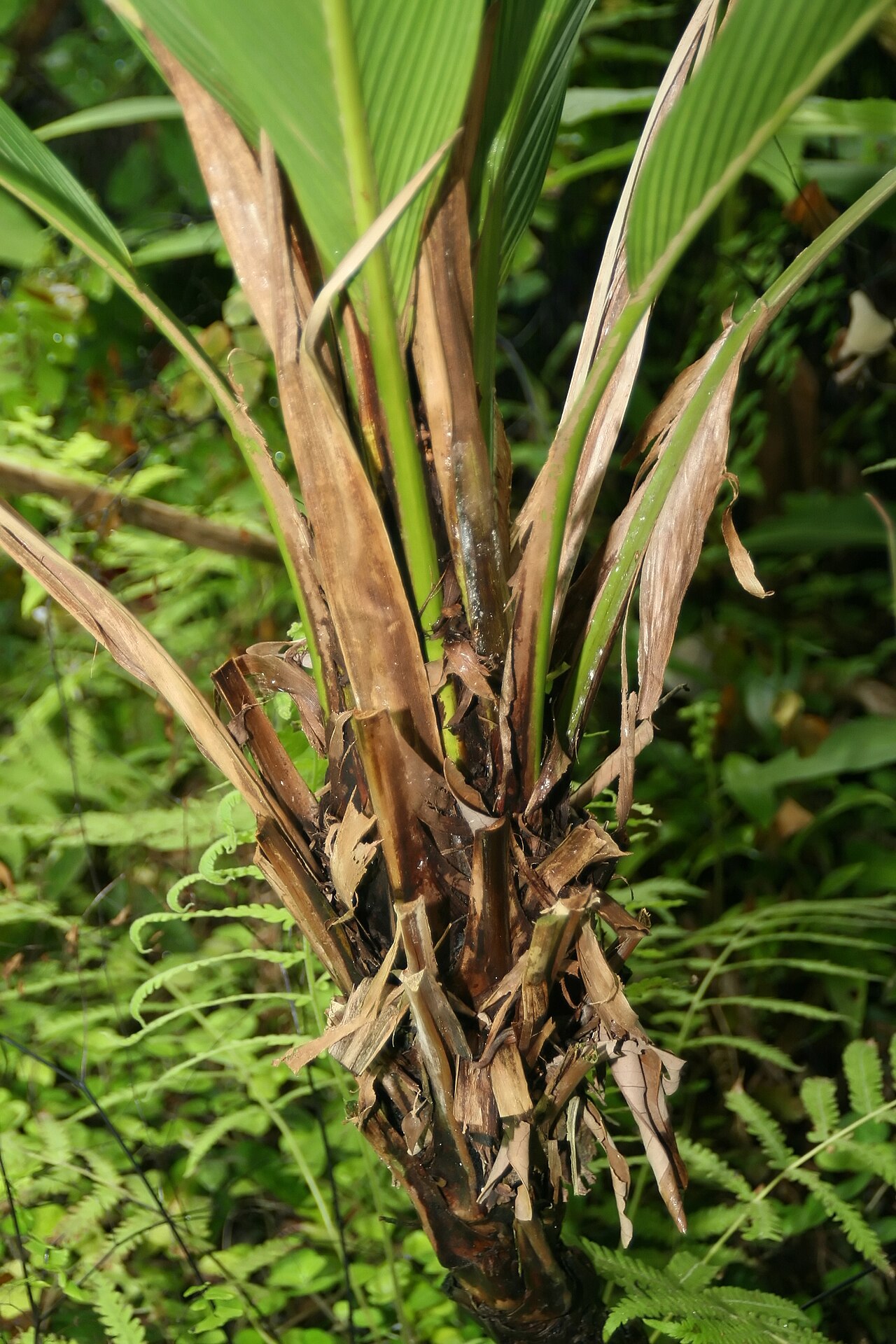 Asterogyne martiana: Location taken: Fairchild Tropical Botanic Garden, Miami, FL USA. Names: Asterogyne martiana (H.Wendl.) H.Wendl. ex Drude, Pal Classification: Plantae > Magnoli
