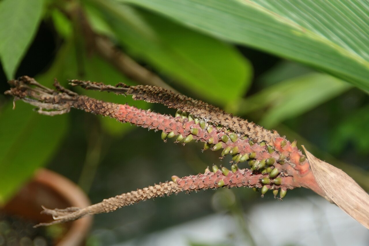 Asterogyne martiana: Location taken: Fairchild Tropical Botanic Garden, Miami, FL USA. Names: Asterogyne martiana (H.Wendl.) H.Wendl. ex Drude, Pal Classification: Plantae > Magnoli