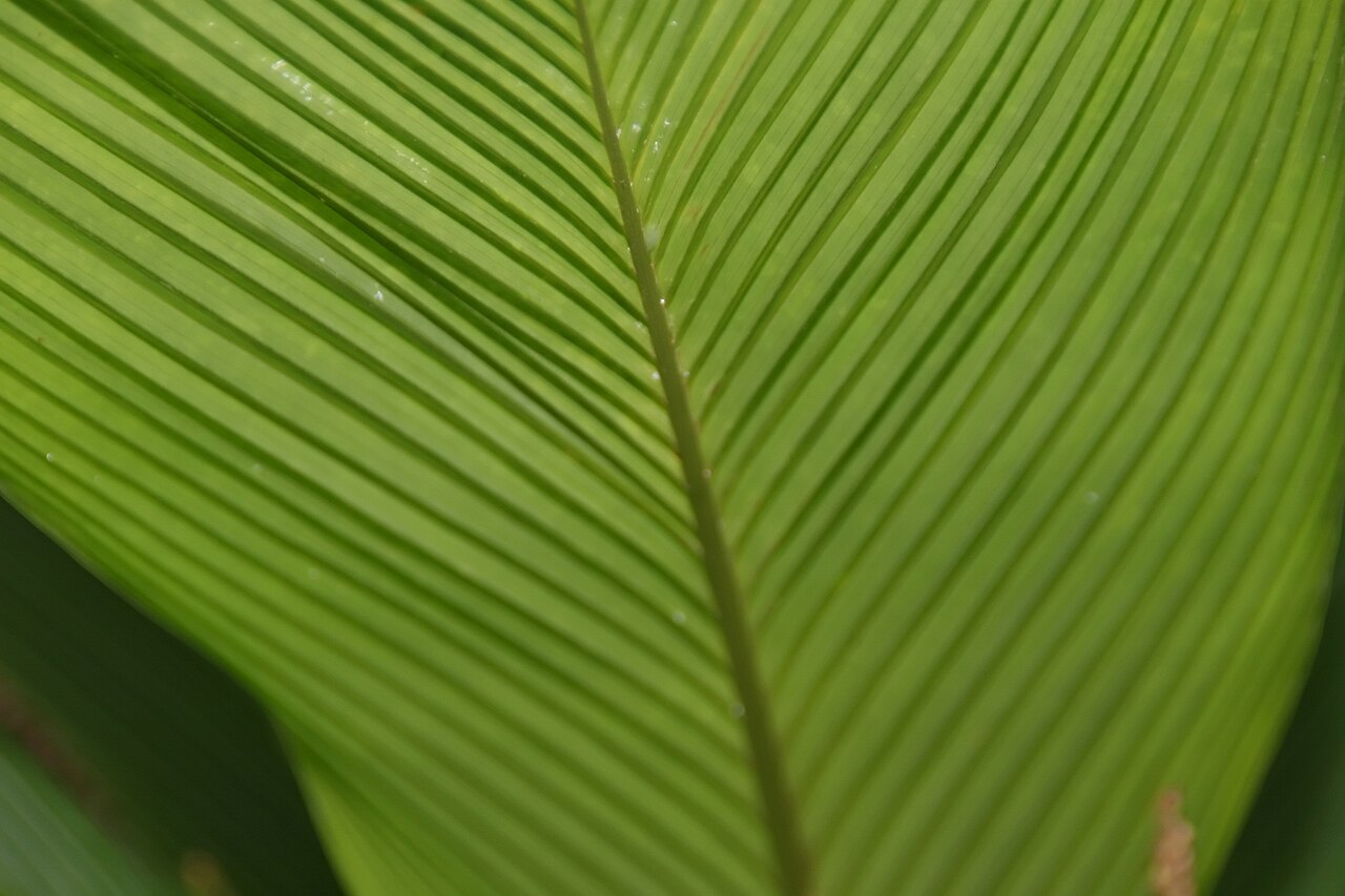 Asterogyne martiana: Location taken: Fairchild Tropical Botanic Garden, Miami, FL USA. Names: Asterogyne martiana (H.Wendl.) H.Wendl. ex Drude, Pal Classification: Plantae > Magnoli