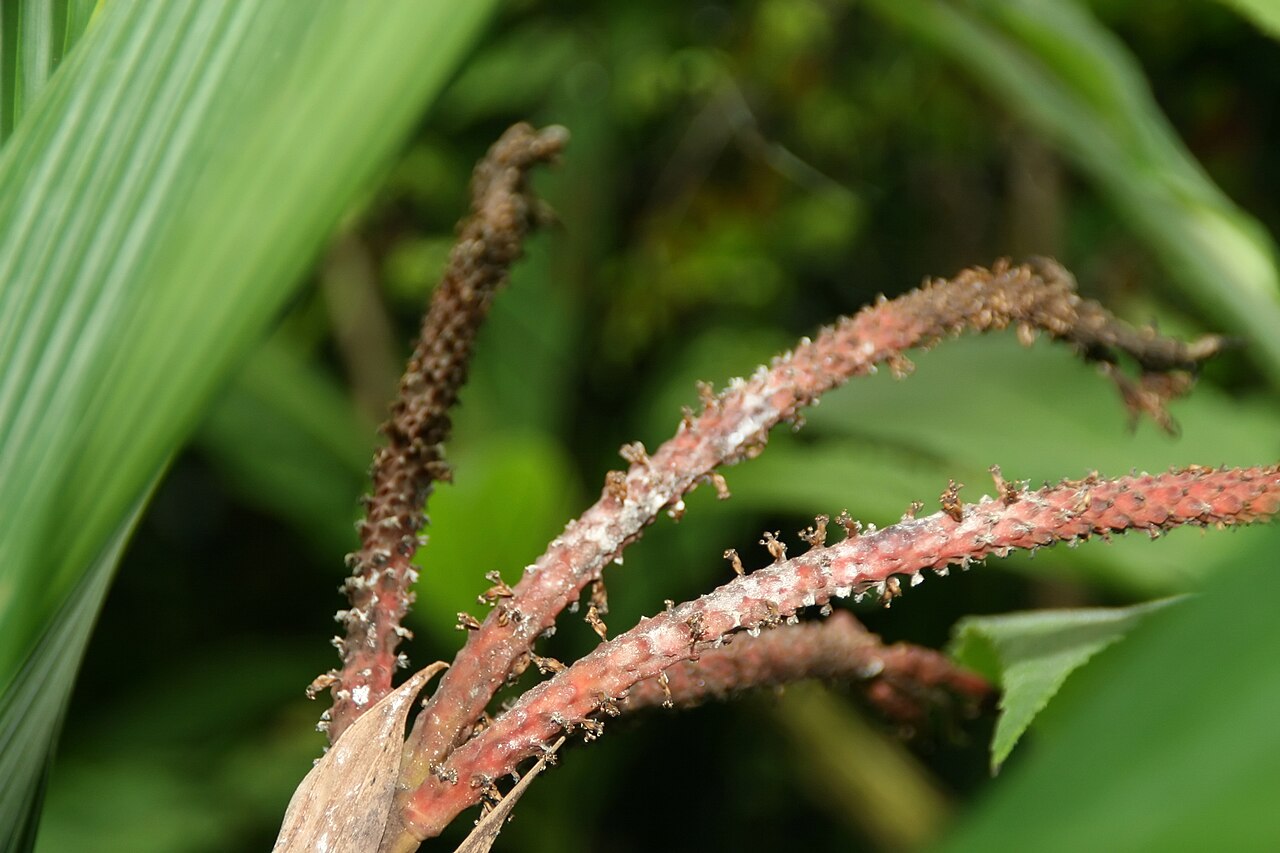 Asterogyne martiana: Location taken: Fairchild Tropical Botanic Garden, Miami, FL USA. Names: Asterogyne martiana (H.Wendl.) H.Wendl. ex Drude, Pal Classification: Plantae > Magnoli