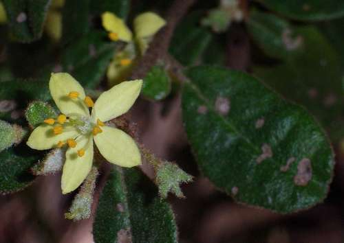 Asterolasia asteriscophora (Asterolasia asteriscophora)