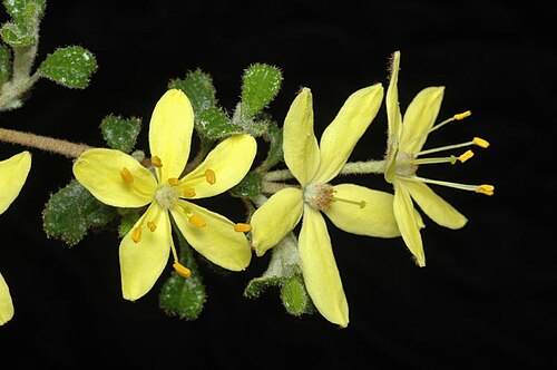 Asterolasia buckinghamii: Asterolasia buckinghamii in the Australian National Botanic Gardens, Canberra, A.C.T.