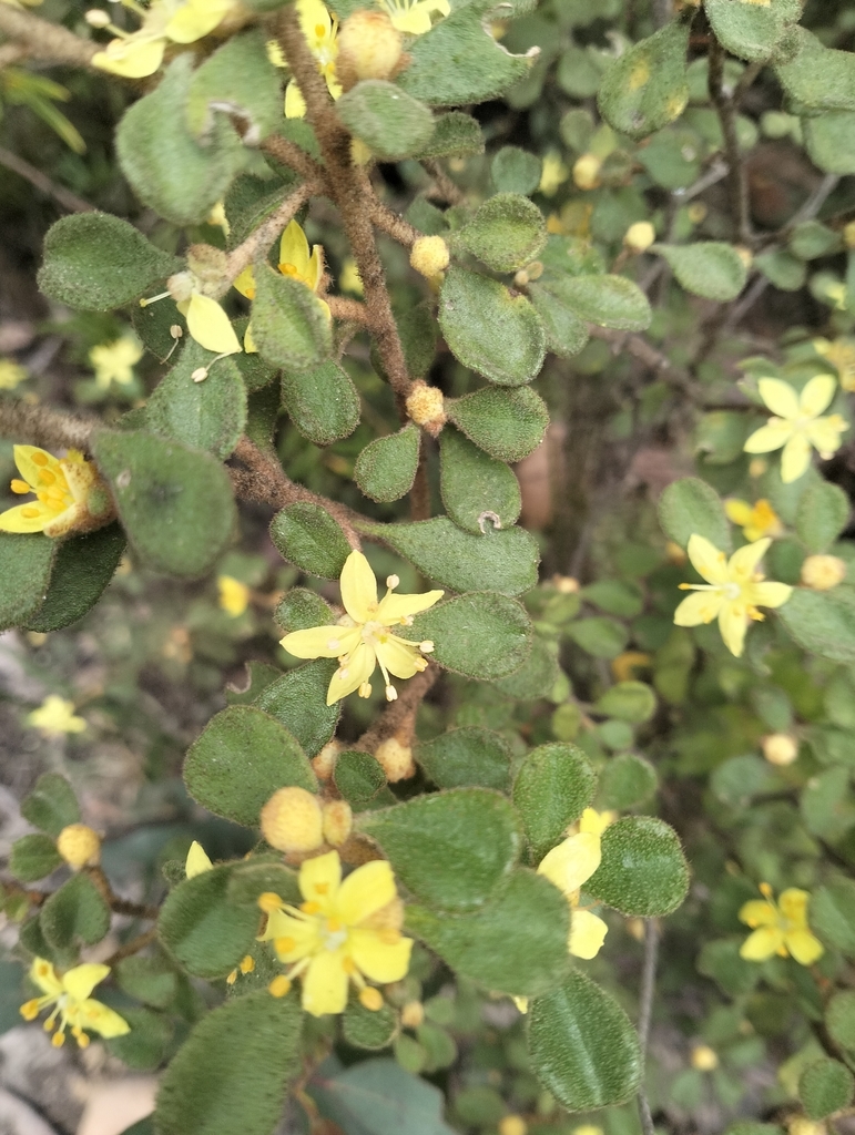 Asterolasia buckinghamii (Asterolasia buckinghamii)
