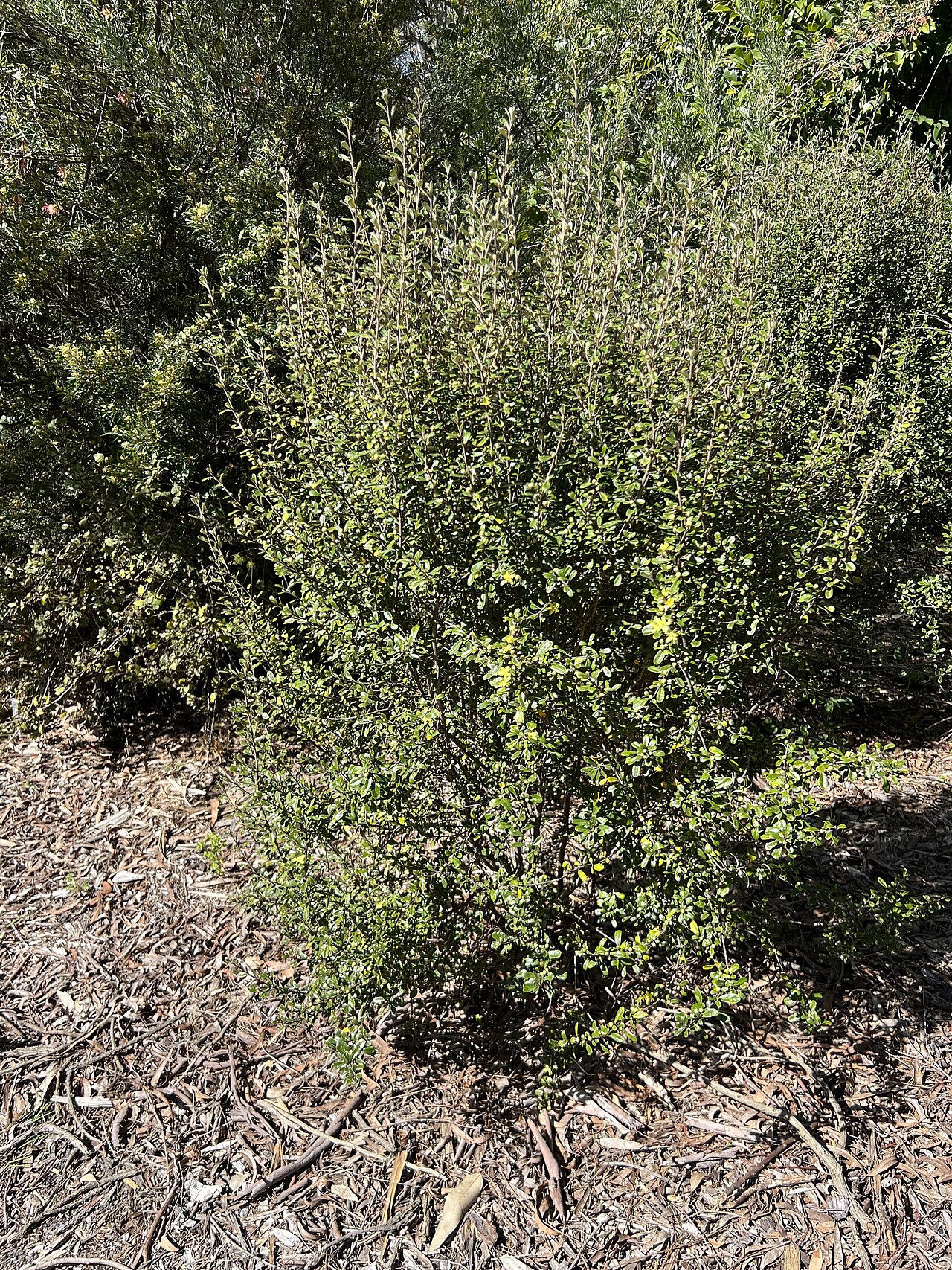 Asterolasia buxifolia: Asterolasia buxifolia cultivated plant growing in the Australian National Botanic Gardens