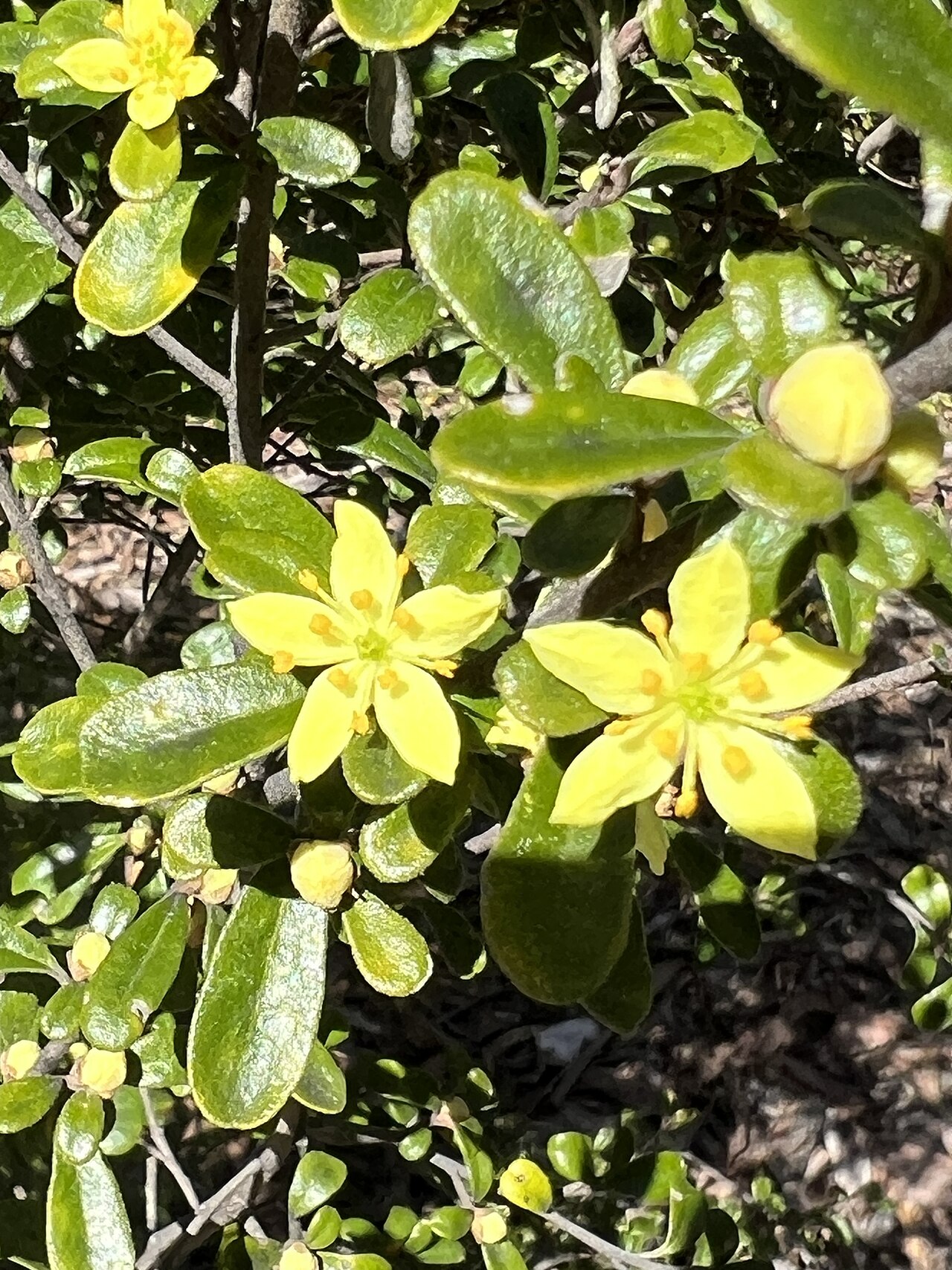 Asterolasia buxifolia: Asterolasia buxifolia cultivated plant growing in the Australian National Botanic Gardens
