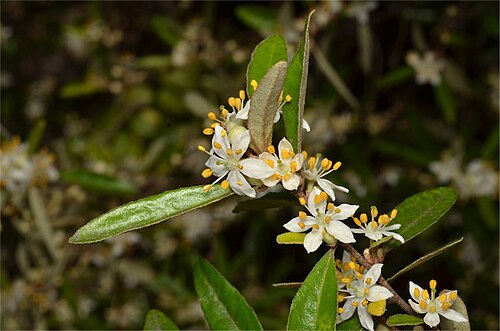Asterolasia correifolia: Asterolasia correifolia in the Australian National Botanic Gardens, Canberra