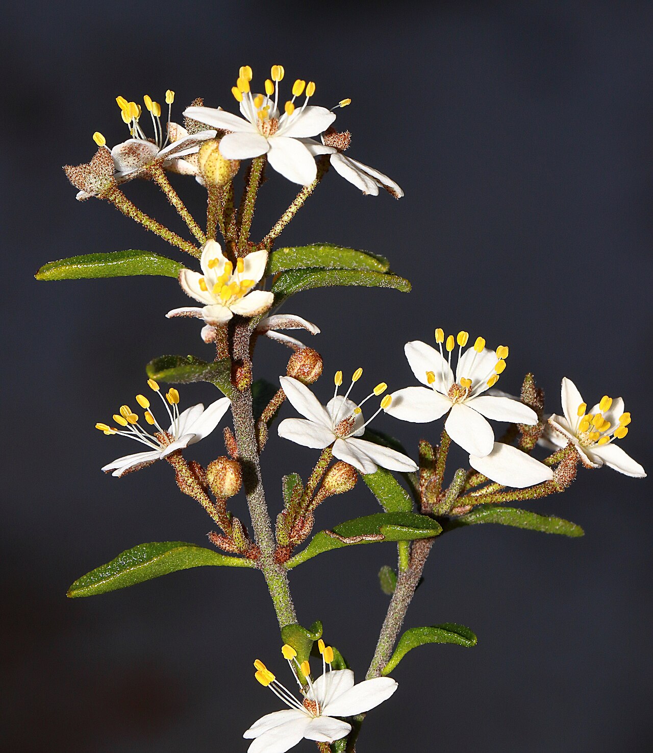 Asterolasia drummondii: Asterolasia drummondii near Dandaragan, Western Australia