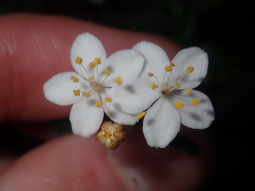 Asterolasia drummondii (Asterolasia drummondii)
