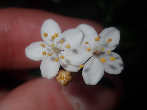 Asterolasia drummondii (Asterolasia drummondii)