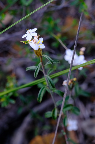 Asterolasia drummondii (Asterolasia drummondii)