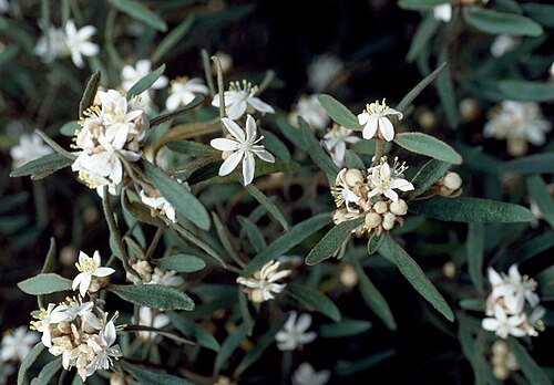 Asterolasia elegans: Asterolasia elegans in the Mount Annan Botanic Gardens, Campbelltown, New South Wales
