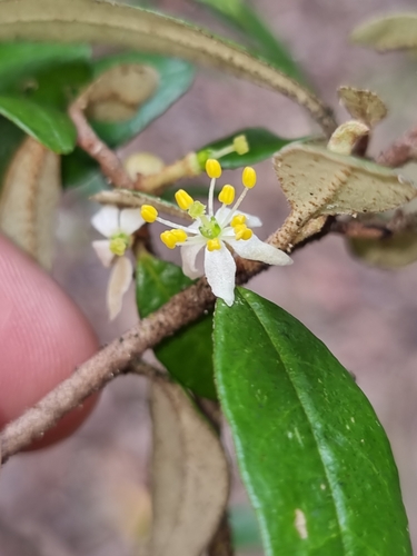 Asterolasia exasperata (Asterolasia exasperata)
