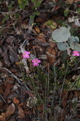 Asterolasia grandiflora (Asterolasia grandiflora)