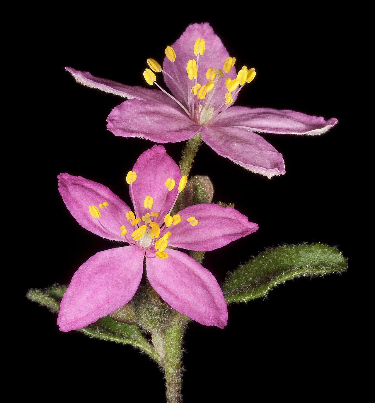 Asterolasia grandiflora: PERTH6639615