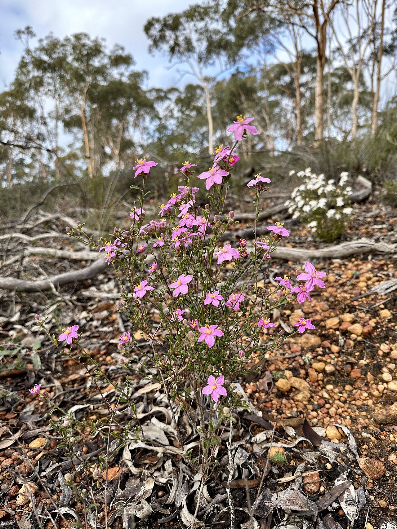 Asterolasia grandiflora: Flowering with two colours, white and pink, both growing at the same location. Explored 5 June 2024 #359