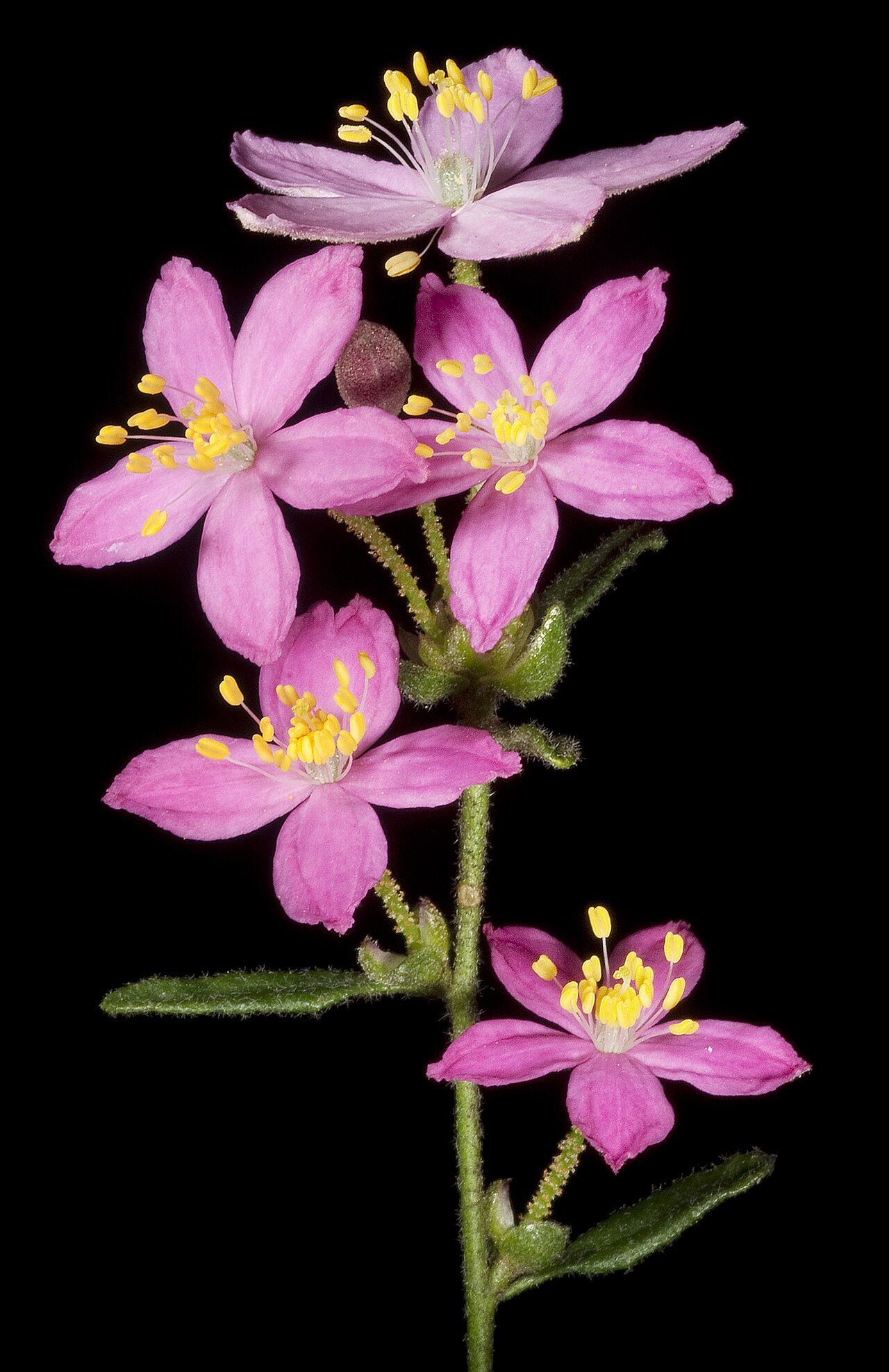 Asterolasia grandiflora: PERTH6639615