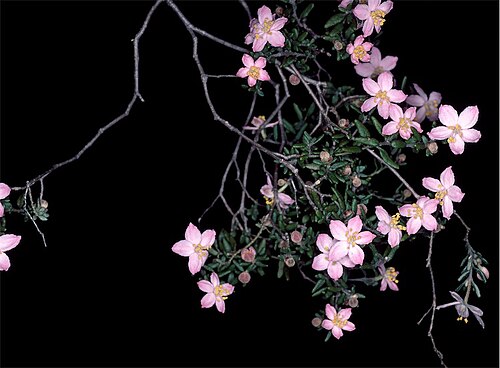 Asterolasia grandiflora: Asterolasia grandiflora in the Australian National Botanic Gardens