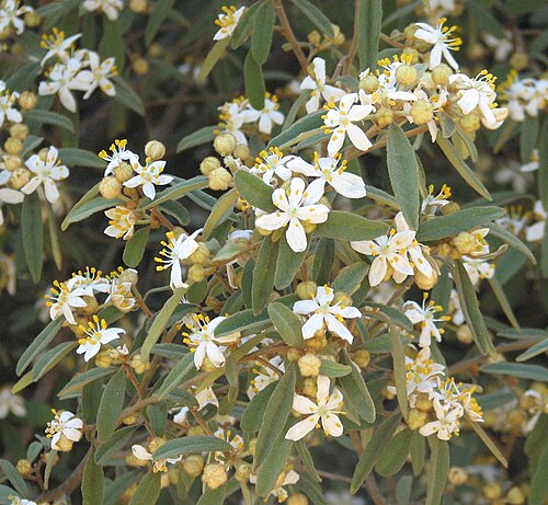 Asterolasia hexapetala: Asterolasia hexapetala , Maranoa Gardens, Balwyn, Victoria, Australia