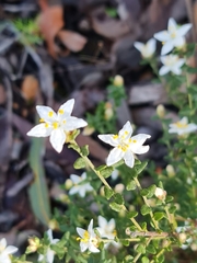Asterolasia hyalina (Asterolasia hyalina)