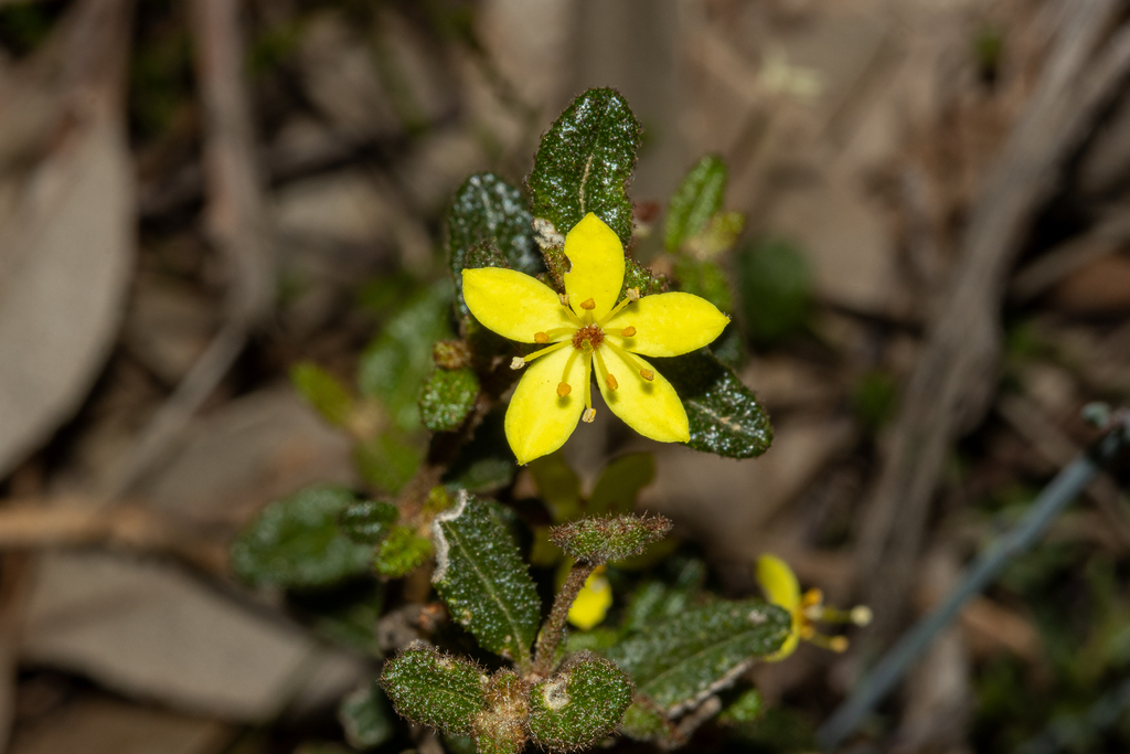 Asterolasia muricata (Asterolasia muricata)