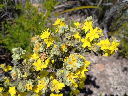 Downy starbush (Asterolasia phebalioides)